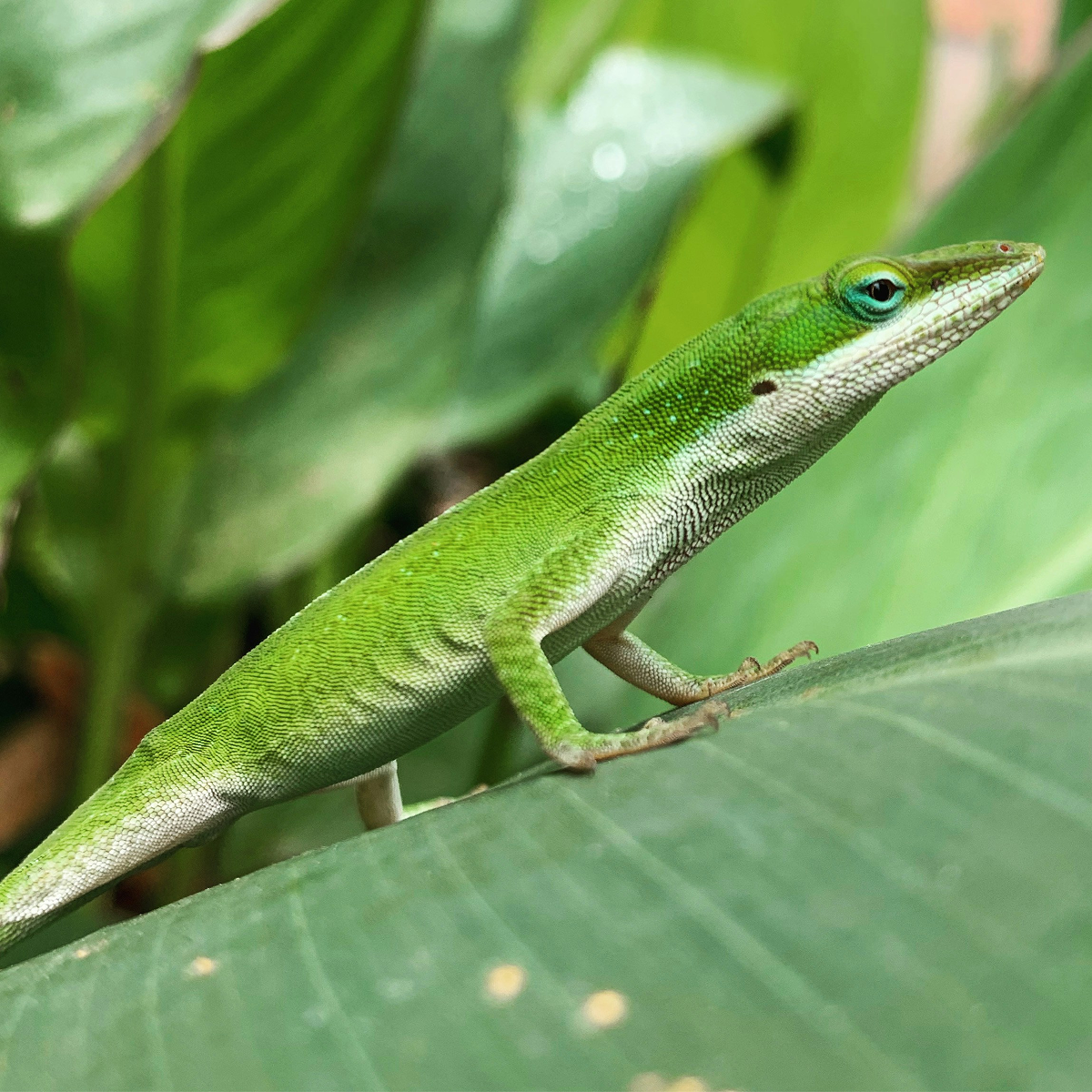 Green Anole